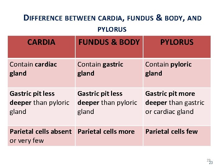 DIFFERENCE BETWEEN CARDIA, FUNDUS & BODY, AND PYLORUS CARDIA FUNDUS & BODY PYLORUS Contain