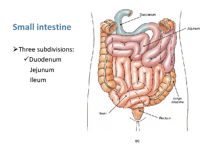 Small intestine ØThree subdivisions: üDuodenum Jejunum Ileum 