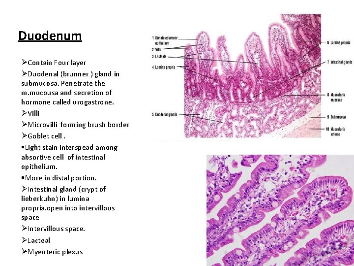 Duodenum ØContain Four layer ØDuodenal (brunner ) gland in submucosa. Penetrate the m. mucousa