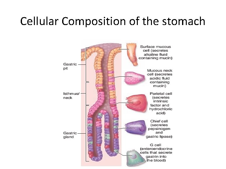 Cellular Composition of the stomach 