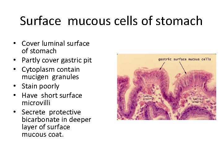 Surface mucous cells of stomach • Cover luminal surface of stomach • Partly cover