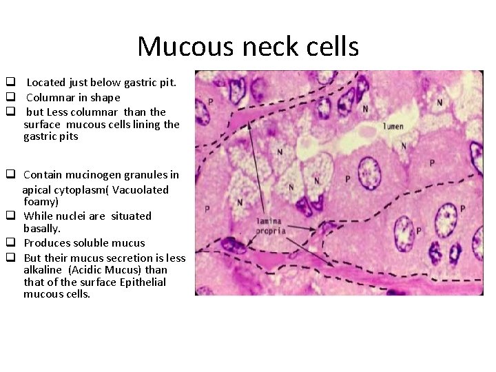 Mucous neck cells q Located just below gastric pit. q Columnar in shape q