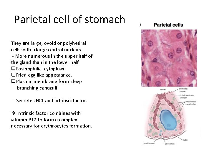 Parietal cell of stomach They are large, ovoid or polyhedral cells with a large