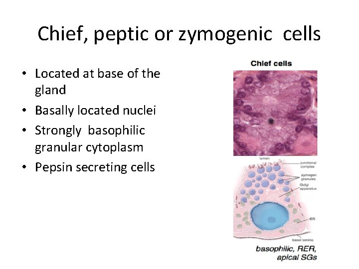 Chief, peptic or zymogenic cells • Located at base of the gland • Basally