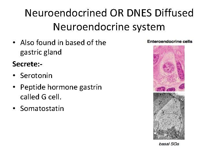 Neuroendocrined OR DNES Diffused Neuroendocrine system • Also found in based of the gastric