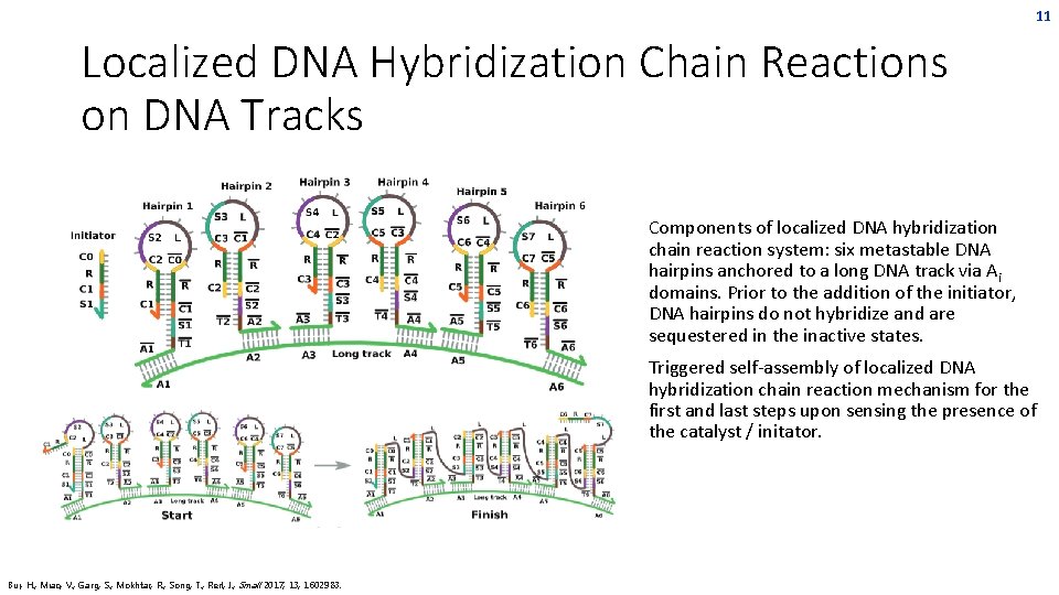 11 Localized DNA Hybridization Chain Reactions on DNA Tracks • Components of localized DNA 11 Localized DNA Hybridization Chain Reactions on DNA Tracks • Components of localized DNA