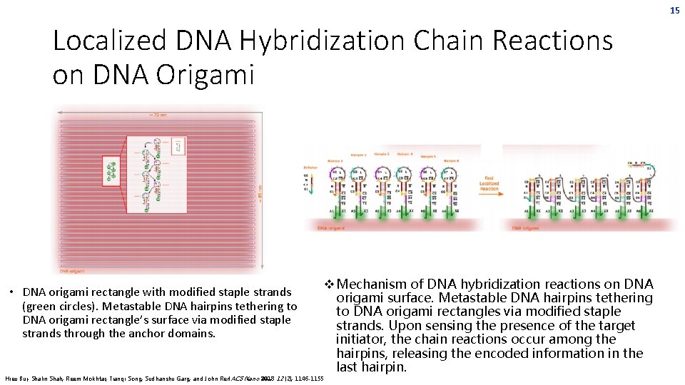 15 Localized DNA Hybridization Chain Reactions on DNA Origami • DNA origami rectangle with 15 Localized DNA Hybridization Chain Reactions on DNA Origami • DNA origami rectangle with