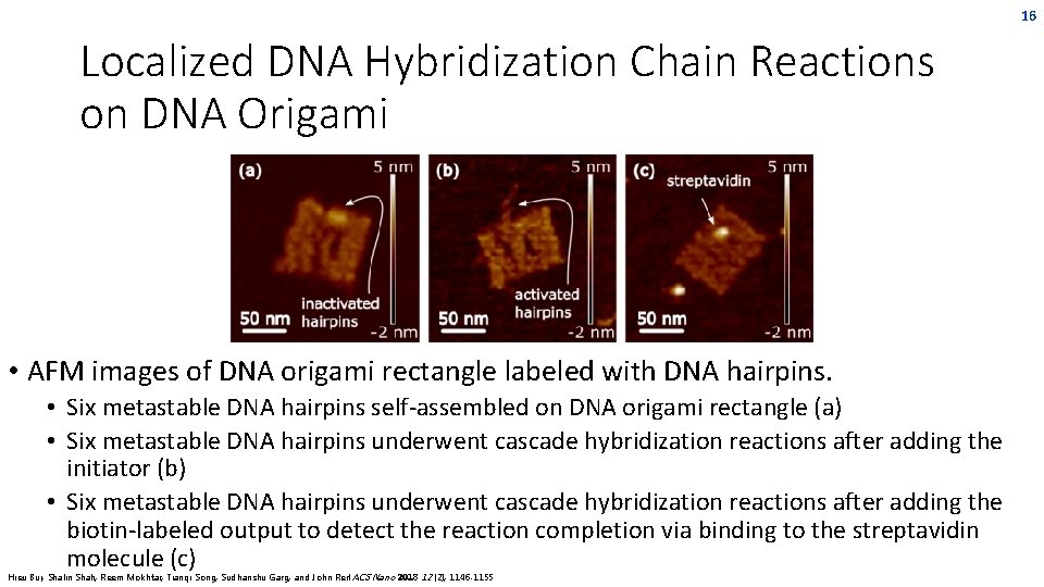 16 Localized DNA Hybridization Chain Reactions on DNA Origami • AFM images of DNA 16 Localized DNA Hybridization Chain Reactions on DNA Origami • AFM images of DNA