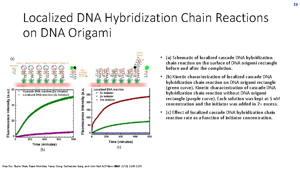 19 Localized DNA Hybridization Chain Reactions on DNA Origami • (a) Schematic of localized 19 Localized DNA Hybridization Chain Reactions on DNA Origami • (a) Schematic of localized