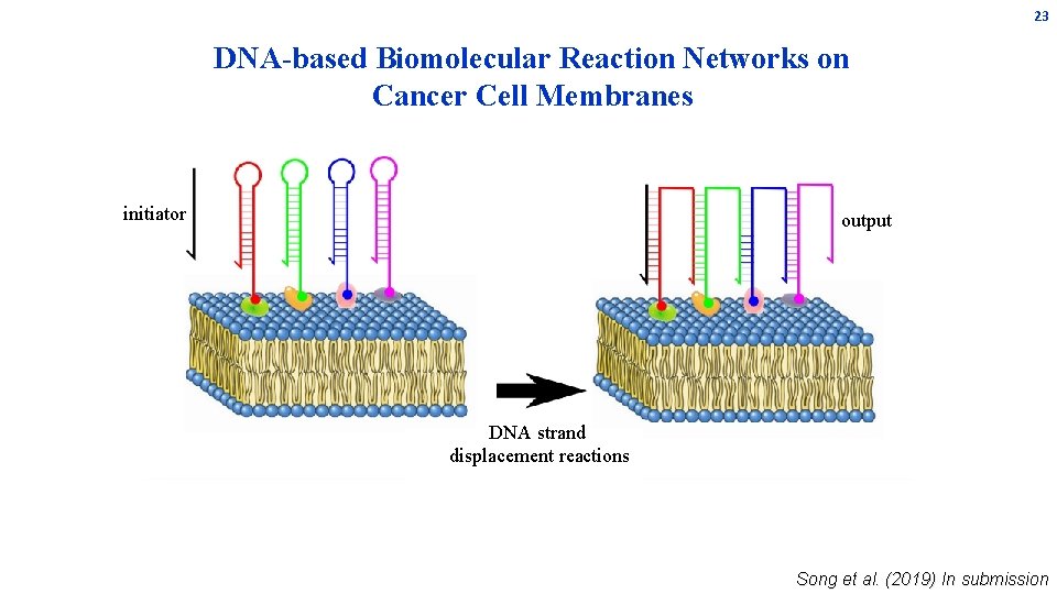 23 DNA-based Biomolecular Reaction Networks on Cancer Cell Membranes initiator output DNA strand displacement 23 DNA-based Biomolecular Reaction Networks on Cancer Cell Membranes initiator output DNA strand displacement