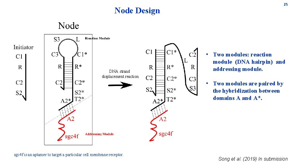 25 Node Design DNA strand displacement reaction • Two modules: reaction module (DNA hairpin) 25 Node Design DNA strand displacement reaction • Two modules: reaction module (DNA hairpin)