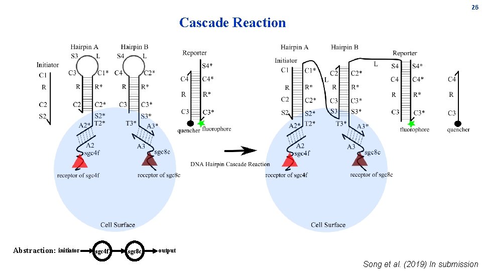 26 Cascade Reaction Abstraction: initiator sgc 4 f sgc 8 c output Song et 26 Cascade Reaction Abstraction: initiator sgc 4 f sgc 8 c output Song et