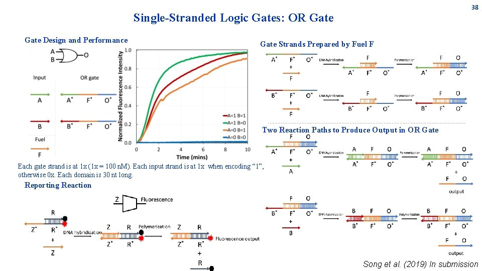 38 Single-Stranded Logic Gates: OR Gate Design and Performance Gate Strands Prepared by Fuel 38 Single-Stranded Logic Gates: OR Gate Design and Performance Gate Strands Prepared by Fuel