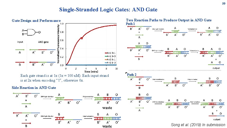 39 Single-Stranded Logic Gates: AND Gate Two Reaction Paths to Produce Output in AND 39 Single-Stranded Logic Gates: AND Gate Two Reaction Paths to Produce Output in AND