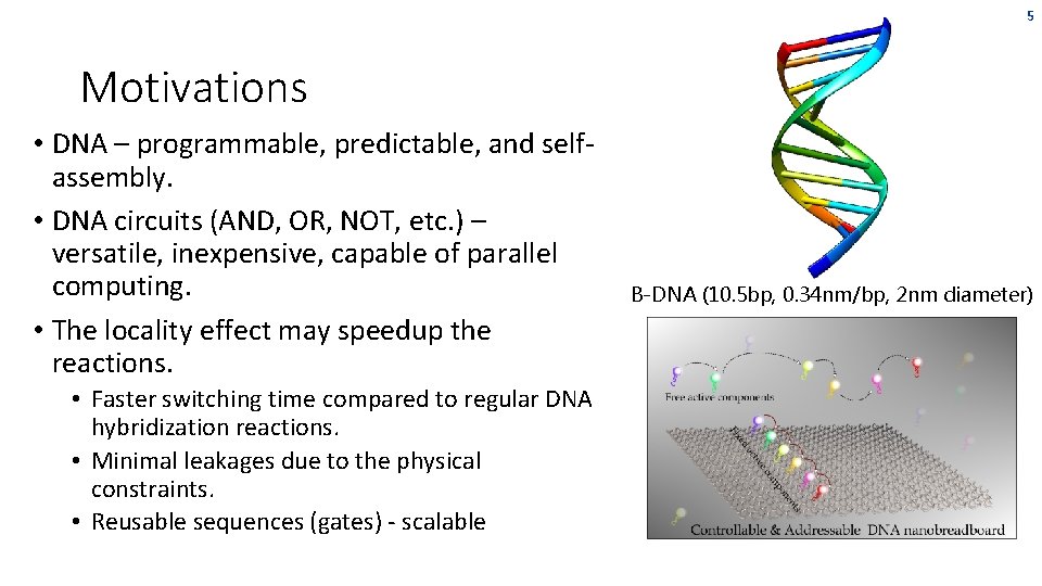 5 Motivations • DNA – programmable, predictable, and selfassembly. • DNA circuits (AND, OR, 5 Motivations • DNA – programmable, predictable, and selfassembly. • DNA circuits (AND, OR,
