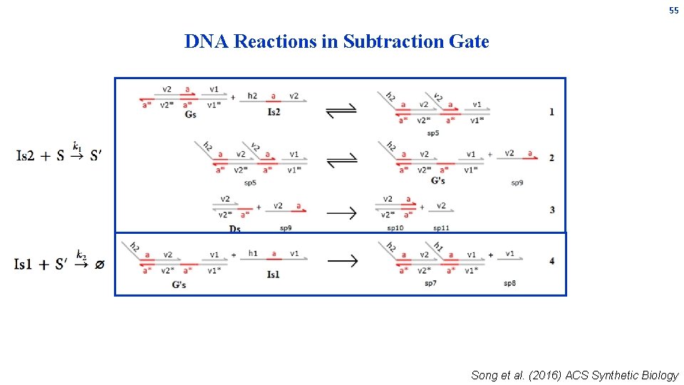 55 DNA Reactions in Subtraction Gate Song et al. (2016) ACS Synthetic Biology 55 DNA Reactions in Subtraction Gate Song et al. (2016) ACS Synthetic Biology