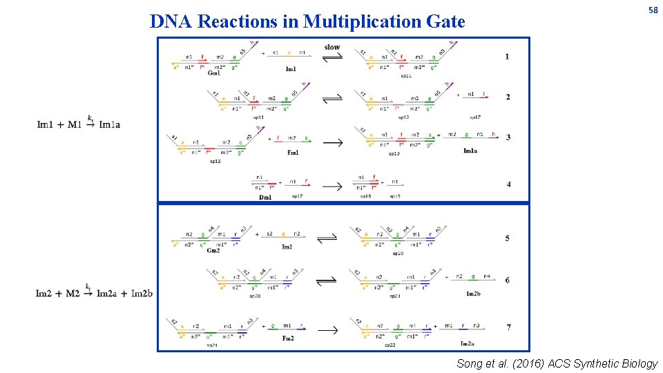 DNA Reactions in Multiplication Gate 58 Song et al. (2016) ACS Synthetic Biology DNA Reactions in Multiplication Gate 58 Song et al. (2016) ACS Synthetic Biology