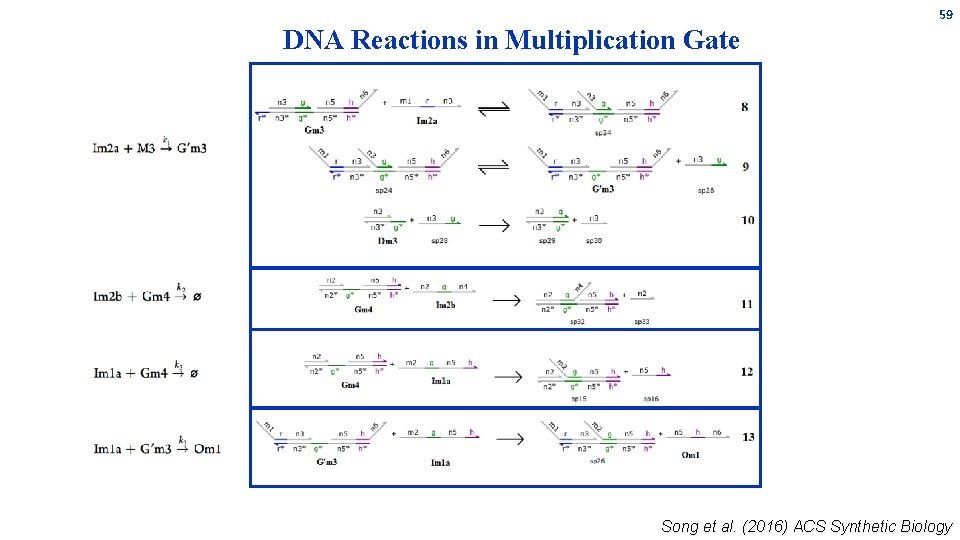 59 DNA Reactions in Multiplication Gate Song et al. (2016) ACS Synthetic Biology 59 DNA Reactions in Multiplication Gate Song et al. (2016) ACS Synthetic Biology