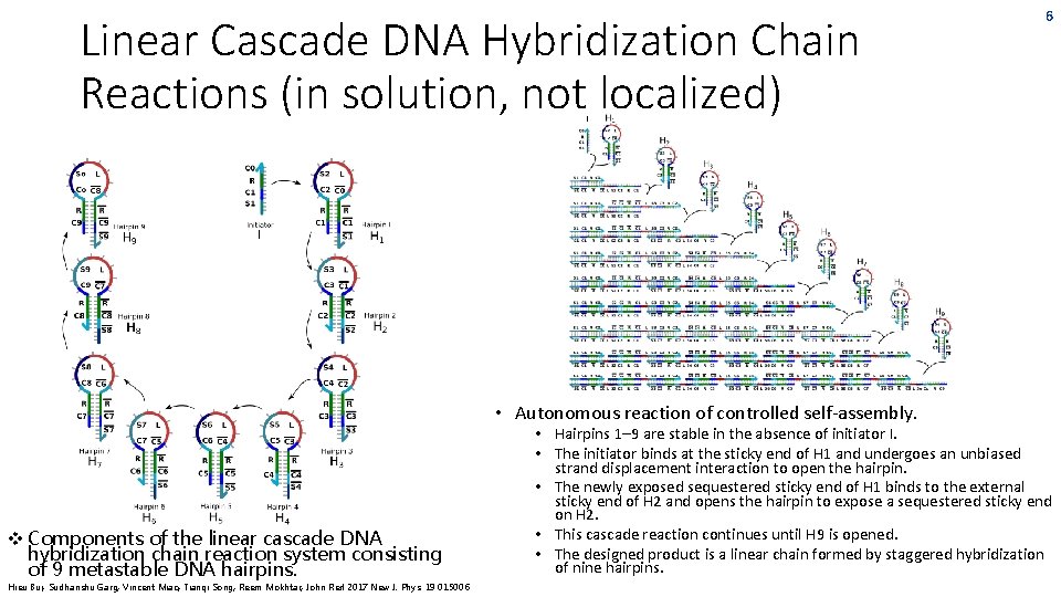 Linear Cascade DNA Hybridization Chain Reactions (in solution, not localized) • Autonomous reaction of Linear Cascade DNA Hybridization Chain Reactions (in solution, not localized) • Autonomous reaction of