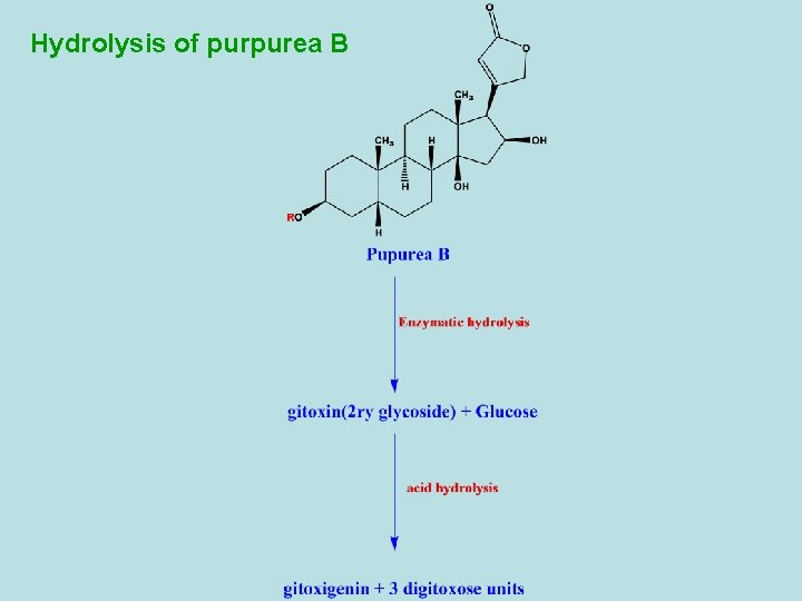 Hydrolysis of purpurea B 