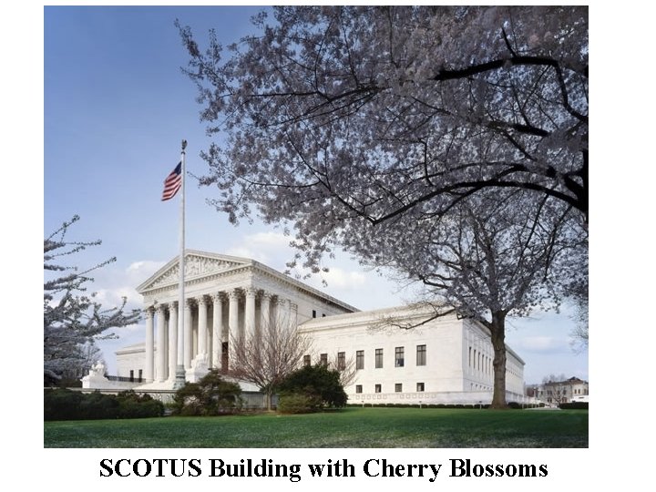 SCOTUS Building with Cherry Blossoms 
