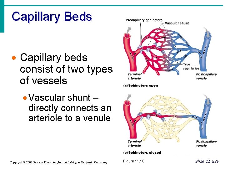 Capillary Beds · Capillary beds consist of two types of vessels · Vascular shunt Capillary Beds · Capillary beds consist of two types of vessels · Vascular shunt