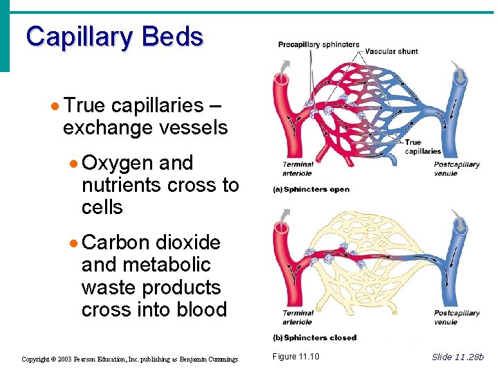 Capillary Beds · True capillaries – exchange vessels · Oxygen and nutrients cross to Capillary Beds · True capillaries – exchange vessels · Oxygen and nutrients cross to