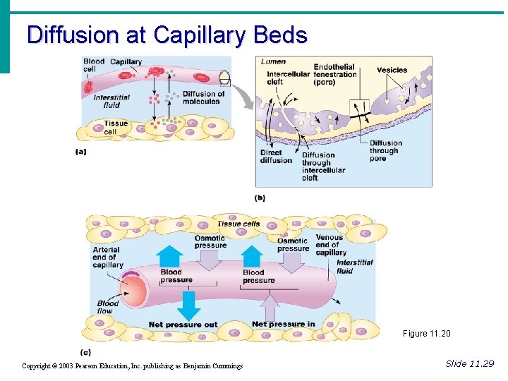Diffusion at Capillary Beds Figure 11. 20 Copyright © 2003 Pearson Education, Inc. publishing Diffusion at Capillary Beds Figure 11. 20 Copyright © 2003 Pearson Education, Inc. publishing
