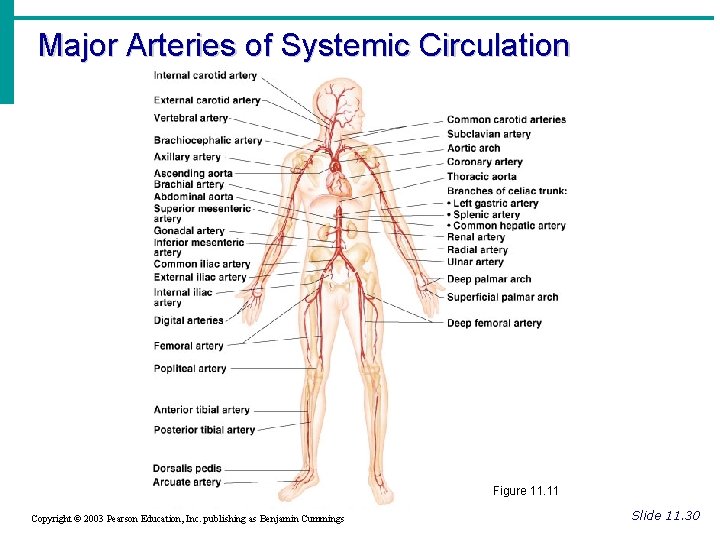 Major Arteries of Systemic Circulation Figure 11. 11 Copyright © 2003 Pearson Education, Inc. Major Arteries of Systemic Circulation Figure 11. 11 Copyright © 2003 Pearson Education, Inc.