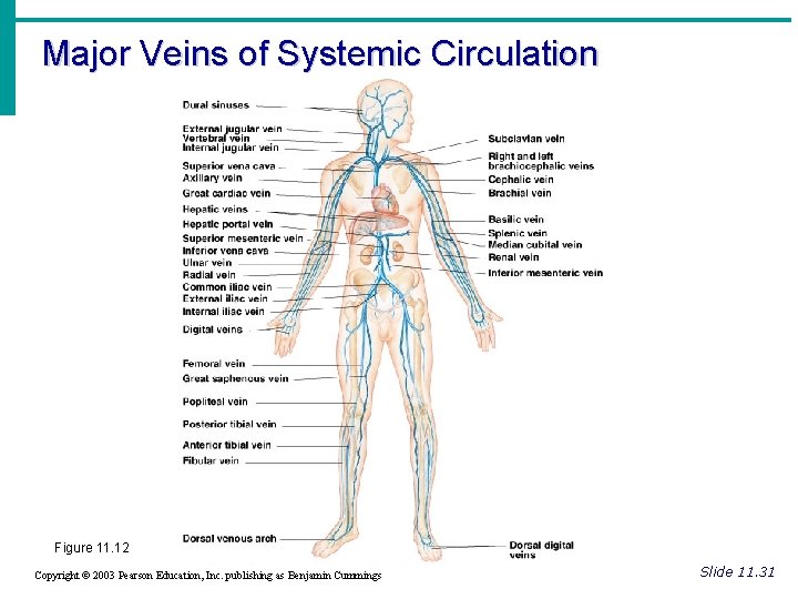 Major Veins of Systemic Circulation Figure 11. 12 Copyright © 2003 Pearson Education, Inc. Major Veins of Systemic Circulation Figure 11. 12 Copyright © 2003 Pearson Education, Inc.