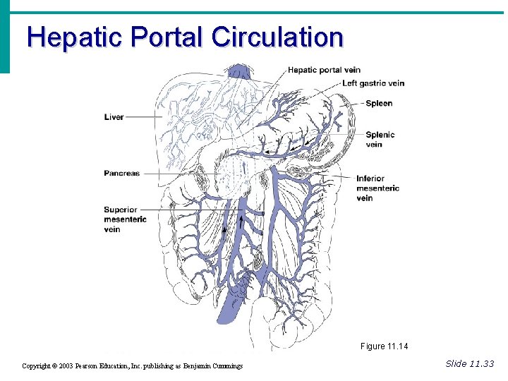 Hepatic Portal Circulation Figure 11. 14 Copyright © 2003 Pearson Education, Inc. publishing as Hepatic Portal Circulation Figure 11. 14 Copyright © 2003 Pearson Education, Inc. publishing as