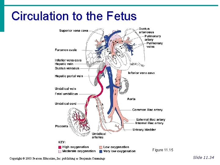 Circulation to the Fetus Figure 11. 15 Copyright © 2003 Pearson Education, Inc. publishing Circulation to the Fetus Figure 11. 15 Copyright © 2003 Pearson Education, Inc. publishing