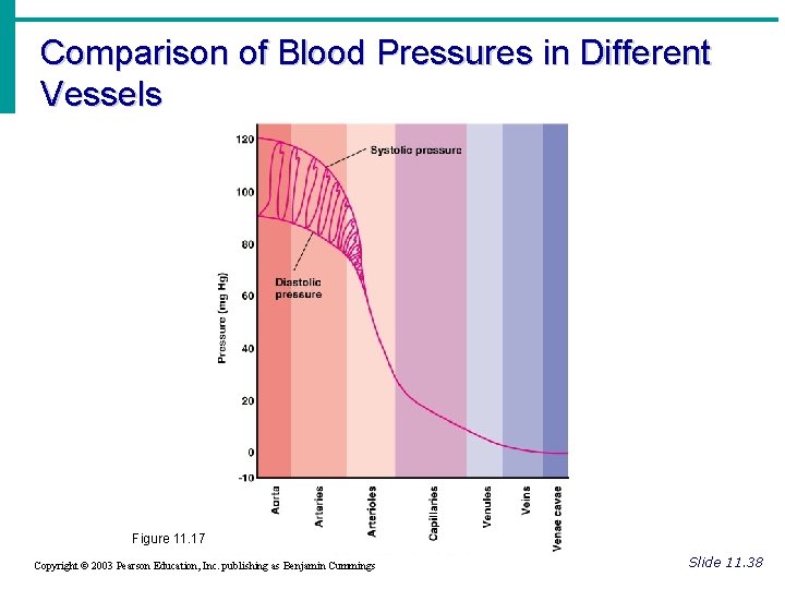 Comparison of Blood Pressures in Different Vessels Figure 11. 17 Copyright © 2003 Pearson Comparison of Blood Pressures in Different Vessels Figure 11. 17 Copyright © 2003 Pearson