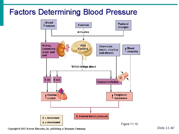 Factors Determining Blood Pressure Figure 11. 19 Copyright © 2003 Pearson Education, Inc. publishing Factors Determining Blood Pressure Figure 11. 19 Copyright © 2003 Pearson Education, Inc. publishing