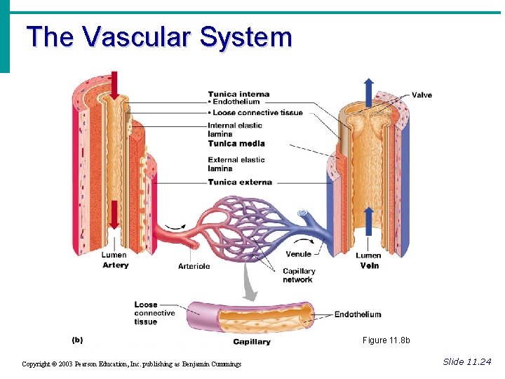 The Vascular System Figure 11. 8 b Copyright © 2003 Pearson Education, Inc. publishing The Vascular System Figure 11. 8 b Copyright © 2003 Pearson Education, Inc. publishing