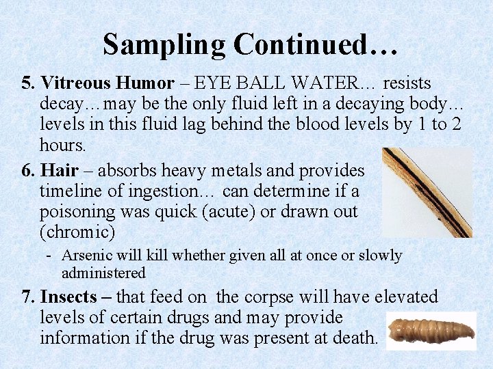Sampling Continued… 5. Vitreous Humor – EYE BALL WATER… resists decay…may be the only