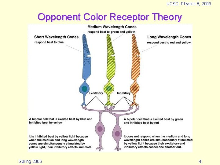 UCSD: Physics 8; 2006 Opponent Color Receptor Theory Spring 2006 4 