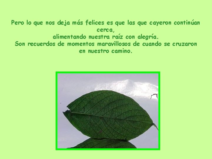 Pero lo que nos deja más felices es que las que cayeron continúan cerca, Pero lo que nos deja más felices es que las que cayeron continúan cerca,