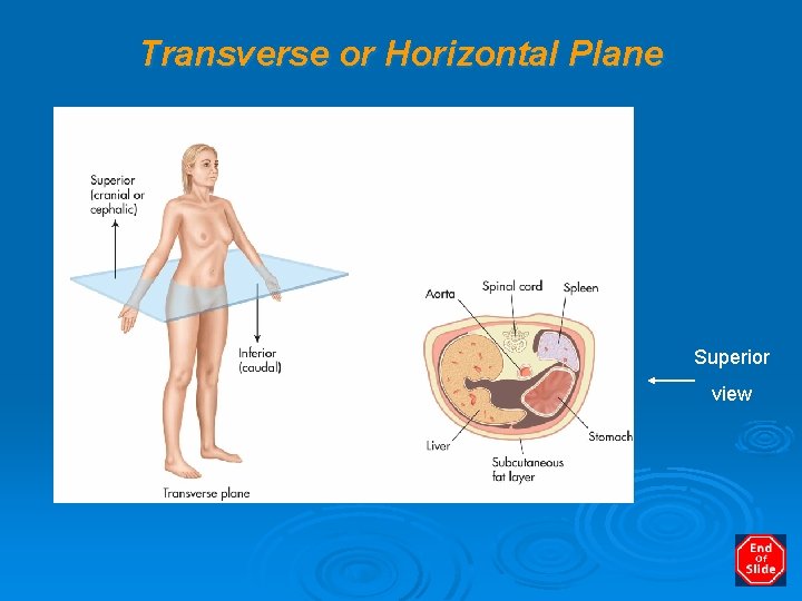 Transverse or Horizontal Plane Superior view 