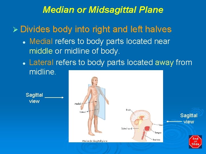 Median or Midsagittal Plane Ø Divides body into right and left halves l l
