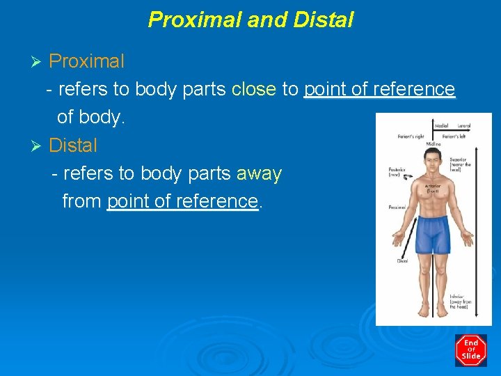 Proximal and Distal Proximal - refers to body parts close to point of reference