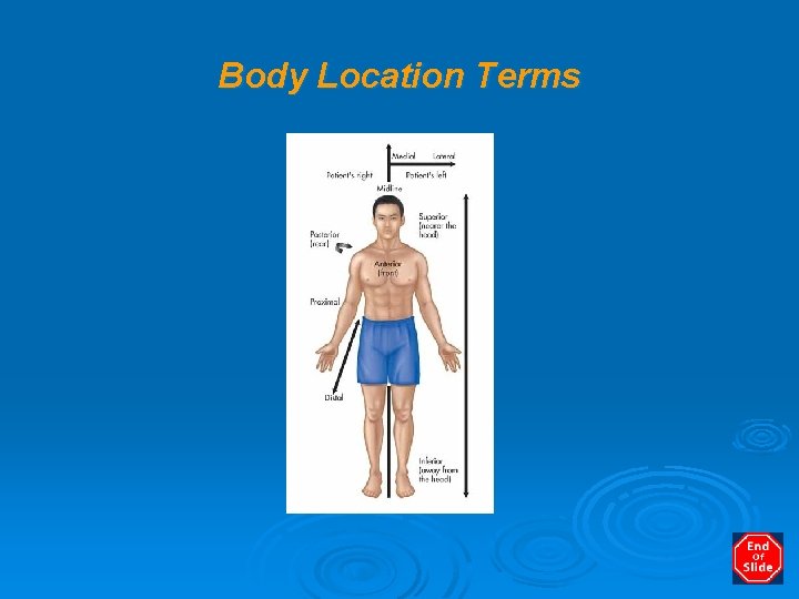 Body Location Terms 