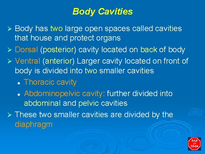 Body Cavities Body has two large open spaces called cavities that house and protect