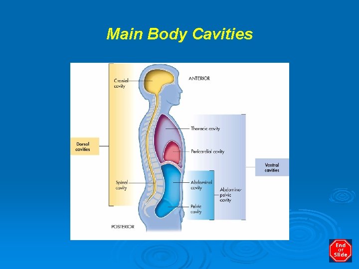 Main Body Cavities 