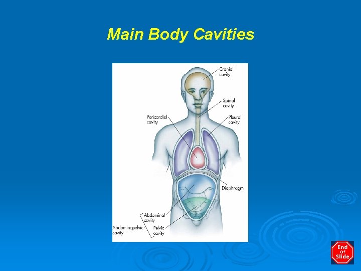 Main Body Cavities 