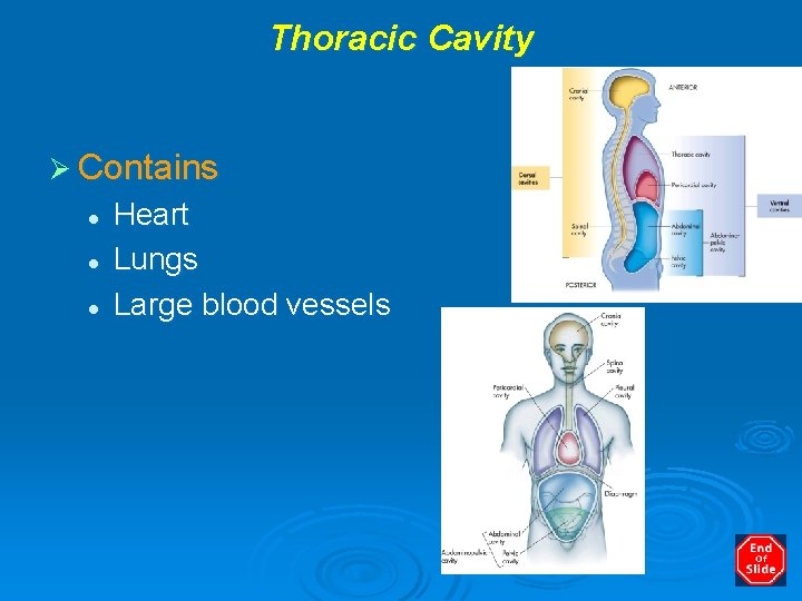 Thoracic Cavity Ø Contains l l l Heart Lungs Large blood vessels 