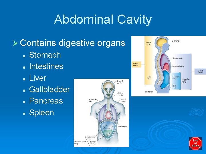 Abdominal Cavity Ø Contains digestive organs l l l Stomach Intestines Liver Gallbladder Pancreas