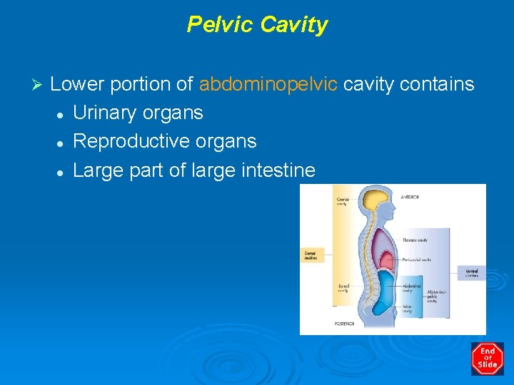 Pelvic Cavity Ø Lower portion of abdominopelvic cavity contains l Urinary organs l Reproductive