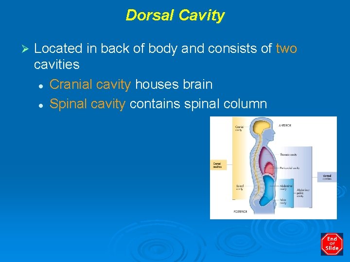 Dorsal Cavity Ø Located in back of body and consists of two cavities l