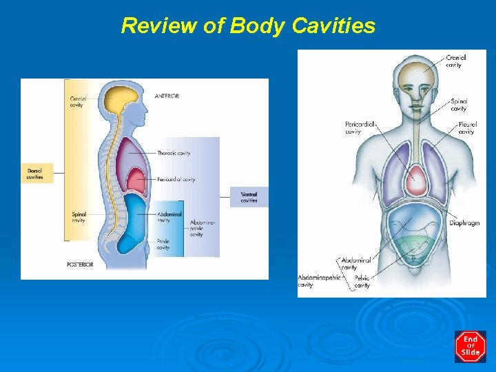 Review of Body Cavities 